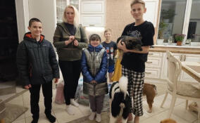 Жители Ломоносовского района подключились к акции «Коробка добра» и собрали помощь для бездомных животных
