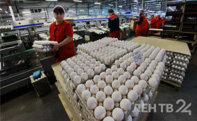 Ленинградские птицефабрики снижают отпускные цены на куриное яйцо