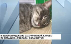 В Зеленоградске из-за анонимной жалобы из магазина «уволили» кота Сергея