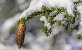 В Ленинградской области ожидается снег и низкое давление 14 января