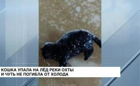 Кошка упала на лед реки Охты и чуть не погибла от холода