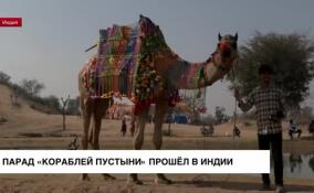 В Индии прошел ежегодный фестиваль верблюдов «Корабли пустыни»