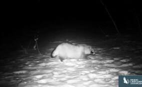 Очаровательная енотовидная собака вышла из зимней спячки и попала в фотоловушку Нижне-Свирского заповедника