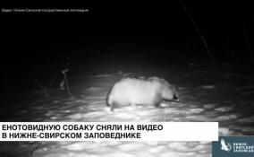 В объектив фотоловушки Нижне-Свирского государственного заповедника попал лесной житель