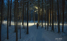 Лыжная трасса в Приморском парке Соснового Бора получила новое освещение