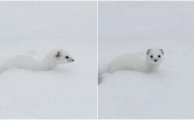 В Дворцовом парке заметили обаятельную ласку