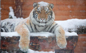 В Ленинградском зоопарке рассказали, как тигренок Зевс переносит морозы