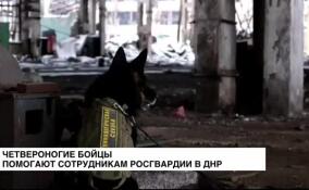 Четвероногие бойцы помогают сотрудникам Росгвардии в ДНР