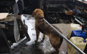 Провалившуюся в кессон гаража собаку спасли в Ленобласти