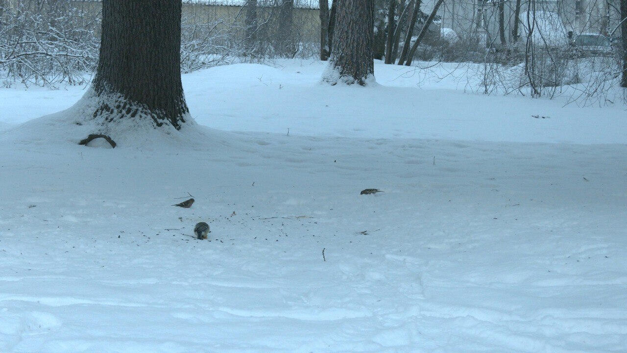 Красная Шапочка» попала в объектив камеры на Елагином острове | 24.01.2024  | ЛенОбласть - БезФормата