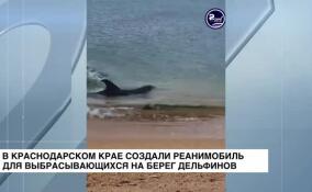 В Краснодарском крае создали реанимобиль для выбрасывающихся на берег дельфинов