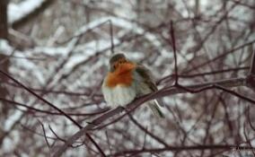 Певчую птицу малиновку заметили в Петербурге