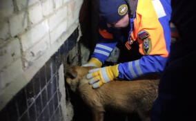 Спасатели пришли на помощь застрявшей в решетке подвального окна собаке в Шлиссельбурге