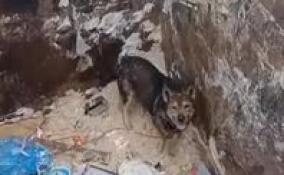 В Лодейном Поле спасатели вызволили собаку из мусорного контейнера