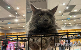 В Петербурге проходит фестиваль породистых животных "ЛапЛандия"