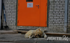Александр Бастрыкин поручил провести проверку из-за бродячих собак в Приозерском районе