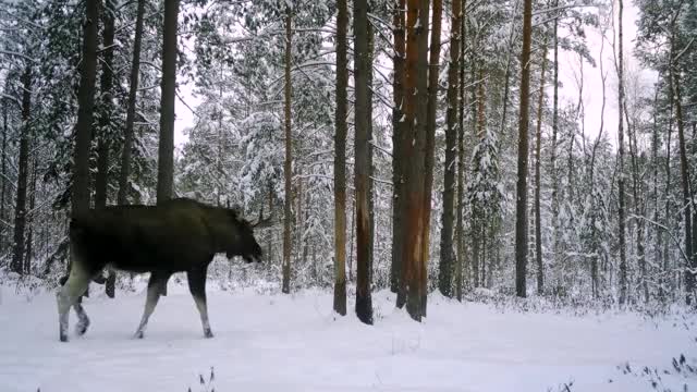 Вышло из за леса солнце