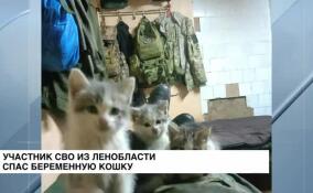 Участник СВО из Ленобласти спас беременную кошку