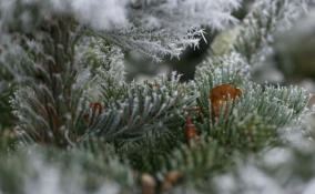 Небольшой снег и до -13 градусов ожидаются в Ленобласти 15 февраля
