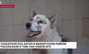 Спасатели пса Алтая в Выборгском районе рассказали о том, как нашли его