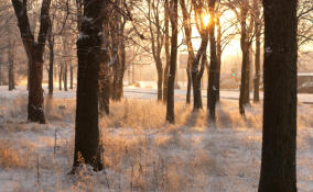 До +1 градуса и без осадков: какой будет погода в Ленобласти 21 февраля