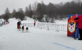 Спортсмены с собаками со всей России собрались на Чемпионате Петербурга по ездовому спорту в Токсово