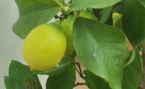 В «Монрепо» созрели ароматные лимоны