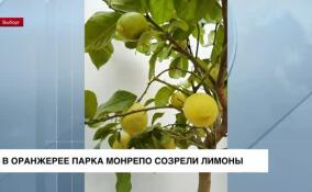 В оранжерее парка Монрепо созрели лимоны