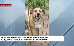 Неизвестные застрелили убежавшую из дома собаку в Гатчинском районе
