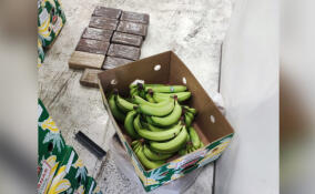 Больше 10 кг кокаина ввезли в Петербург с помощью бананов