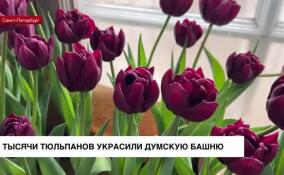 Тысячу тюльпанов украсили Думскую башню в Петербурге