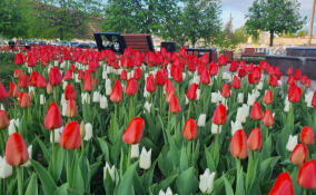 Почти 80 тысяч тюльпанов украсят Гатчину весной