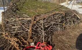 Гнездо краснокнижных аистов в Лужском районе перенесли из-за расширения трассы Р-23