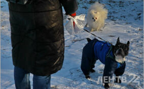 Холодная погода без осадков ожидается в Ленобласти 5 марта