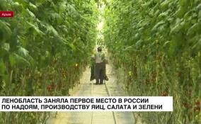 Ленобласть заняла первое место в России по надоям на одну фуражную корову, производству яиц, салата и зелени