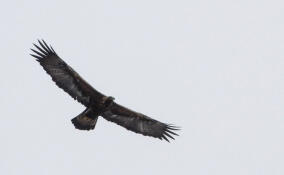 Орлана-белохвоста и беркута заметили в небе над Нижне-Свирским заповедником