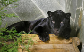 Сотрудники Ленинградского зоопарка поделились фотографиями ягуара Ричарда