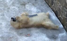 Ленинградский зоопарк показал ленивые игры медведицы Хаарчааны