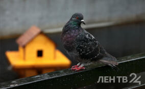 Тенденция на рост температуры: какой будет погода в Ленобласти 12 марта