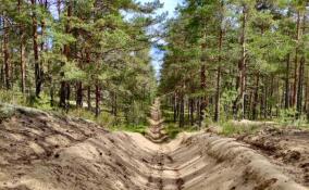 Александр Дрозденко подписал сводный план тушения лесных пожаров на 2024 год