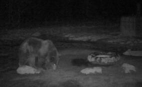 Сонного медведя запечатлела фотоловушка в Ленобласти