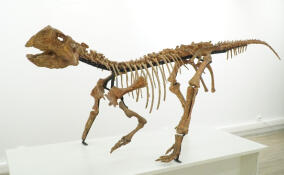 В Петербурге представили конечность утконосого динозавра возрастом около 66 млн лет