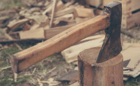 В Тосненском районе компания возместит ущерб из-за незаконной рубки деревьев