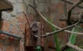 Очаровательная ночная обезьяна Инок отметила 30-летие в Ленинградском зоопарке