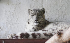 В Ленинградском зоопарке на 21-м году жизни скончалась самка снежного барса Кира
