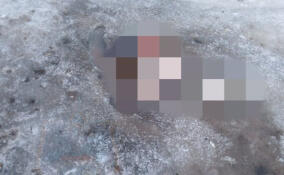 Вмерзшее в лед тело человека нашли на Тайпаловском заливе