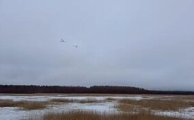 В заказник «Раковые озера» с зимовки прилетели первые лебеди