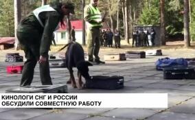 Кинологи СНГ и России обсудили совместную работу