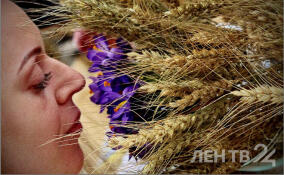 Аграриям Ленобласти перечислили 600 млн рублей господдержки на посевную