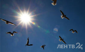 Теплую погоду без осадков пообещали жителям Ленобласти 27 марта